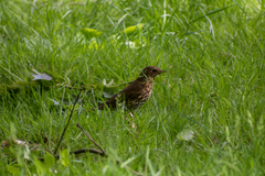 Turdus philomelos clarkei