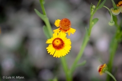 Helenium amphibolum