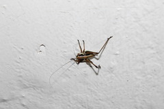 Eupholidoptera smyrnensis