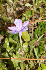 Ruellia caroliniensis, photograph (c) Tom Field, some rights reserved (CC BY)