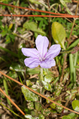 Ruellia caroliniensis, photograph (c) Tom Field, some rights reserved (CC BY)