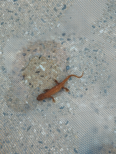 Palmate Newt