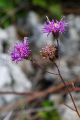 (c) Tom Field, some rights reserved (CC BY) Vernonia blodgettii, photograph (c) Tom Field, some rights reserved (CC BY)
