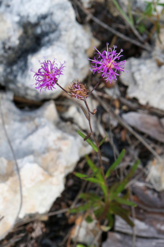 Vernonia blodgettii, photograph 5