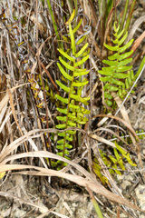Pteris bahamensis