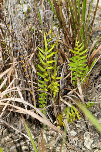 Pteris bahamensis, photograph 2