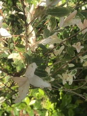 Abelia × grandiflora