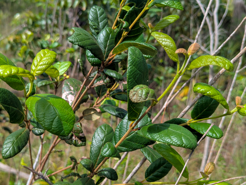 Guettarda scabra, photograph 3
