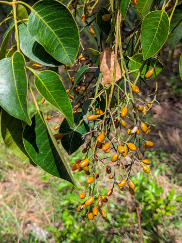 Metopium toxiferum, photograph 3