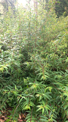 Boehmeria densiflora