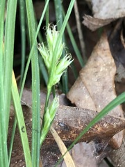 Carex floridana