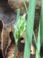 Carex floridana