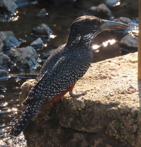 iNaturalist image