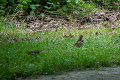 Turdus philomelos clarkei