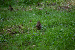 Turdus philomelos clarkei