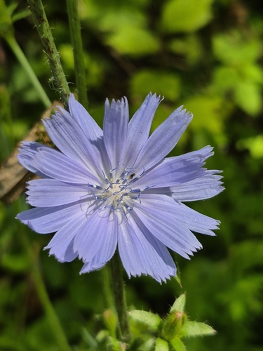 chicory