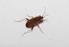 Ischnopeza pallipes