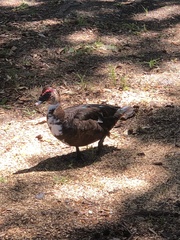 Cairina moschata domestica