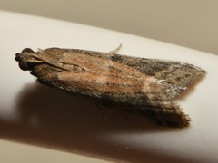 Ephestia