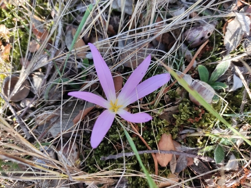False Meadow Saffron