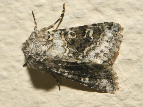 Broad-barred White, photo 8 of 10
