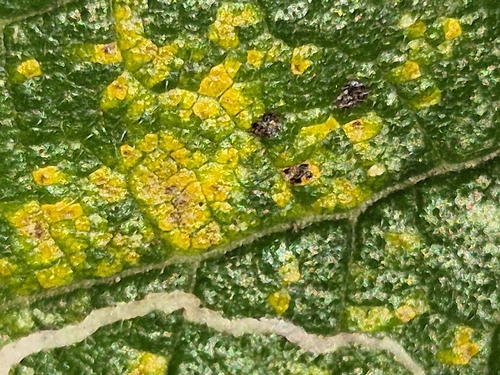 Phloeospora ulmi