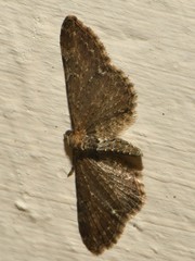 Eupithecia vulgata