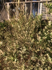 Abelia × grandiflora