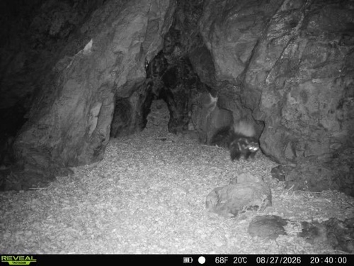 Western Spotted Skunk observed by jnelson