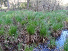 Carex elata