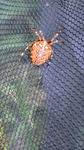 Cross Orbweaver