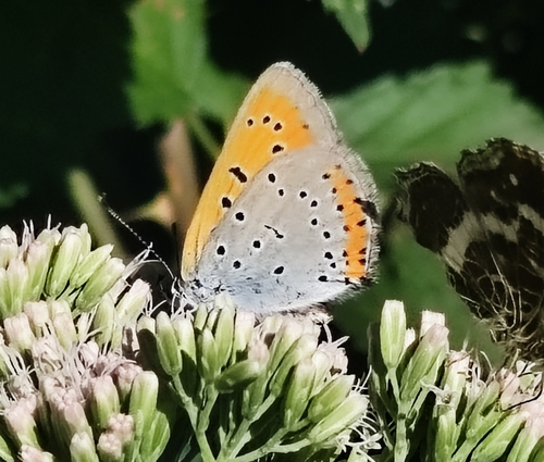 Large Copper