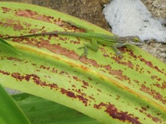 Anolis leachii