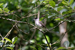 Sylvia atricapilla atricapilla