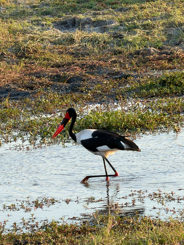 Saddle-billed Stork