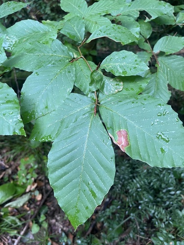 Fagus orientalis, photograph 3