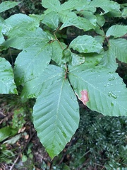 Fagus orientalis, photograph (c) Наталья Пикалова, some rights reserved (CC BY)