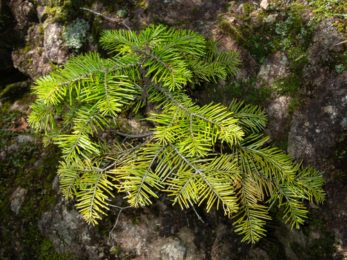 Abies sachalinensis, 2026-08-27