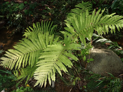 Pentarhizidium orientale observed 2026-08-27