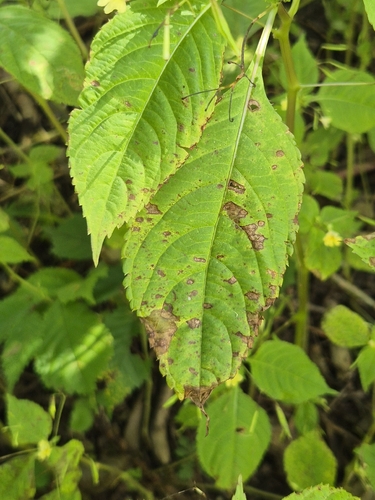 Puccinia komarovii