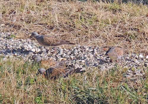 European Turtle-Dove