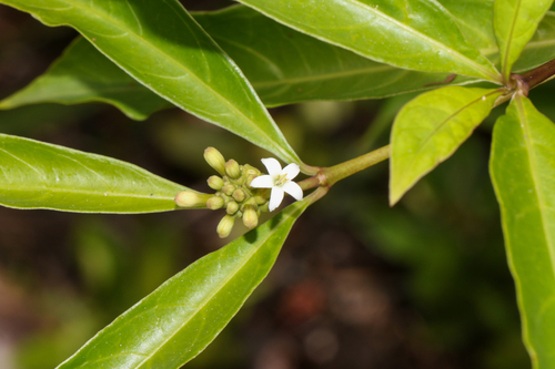Morinda royoc, photograph 1