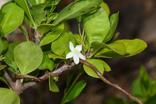 Randia aculeata, photograph 3