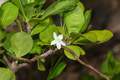 Randia aculeata, photograph (c) Tom Field, some rights reserved (CC BY)