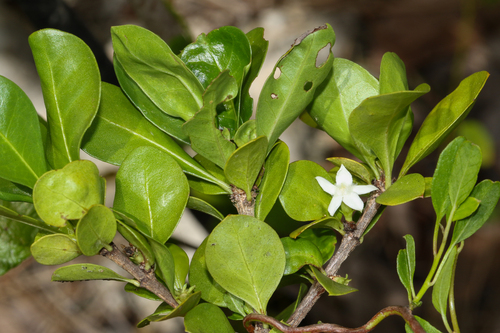 Randia aculeata, photograph 2