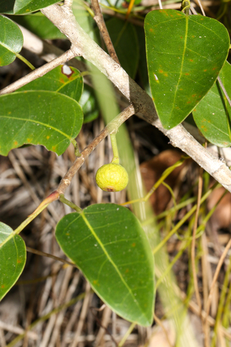 Ficus citrifolia, photograph 1