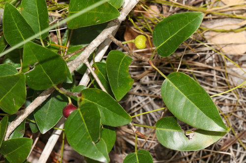 Ficus citrifolia
