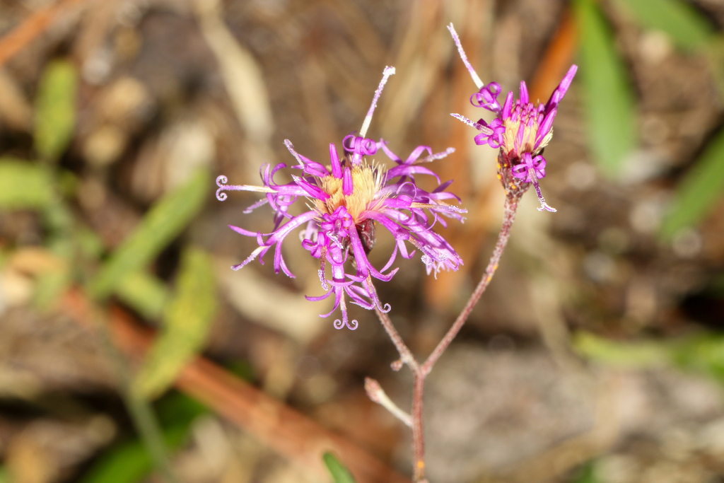 Vernonia blodgettii; photograph (c) Tom Field, some rights reserved (CC BY)