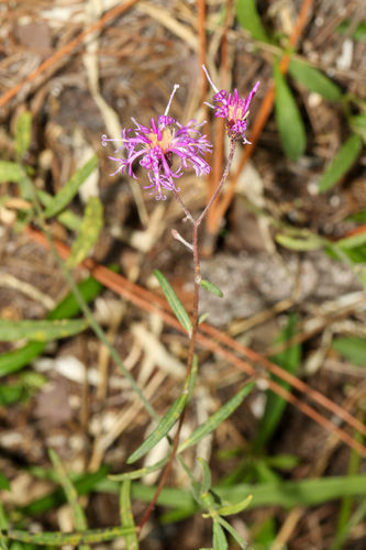 Vernonia blodgettii, photograph 3