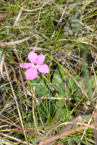 Stenandrium dulce, photograph 5